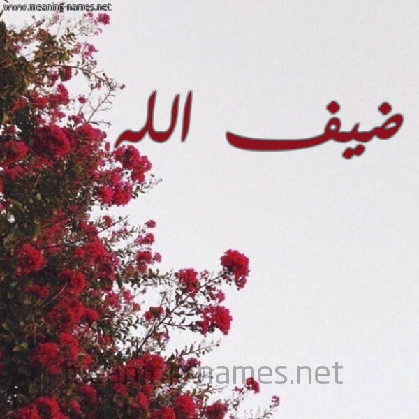 شكل 18 صوره الورد الأحمر للإسم بخط رقعة صورة اسم ضيف الله Def-allah